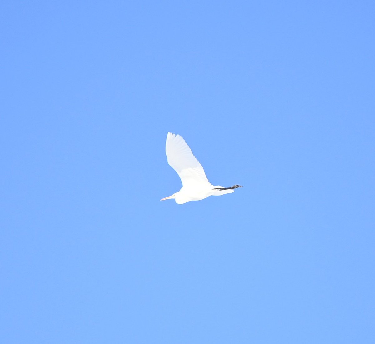 白い鳥 帯広の澄み切った青空に白い鳥が映える🐦 何の鳥かは分からない