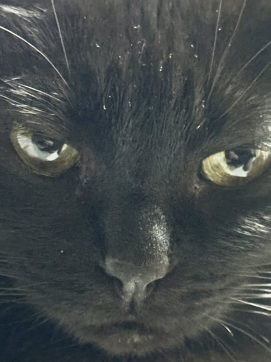 うちの猫（こうめ11歳）です😺 大体9🈹はガン飛ばされてます😺 二羽