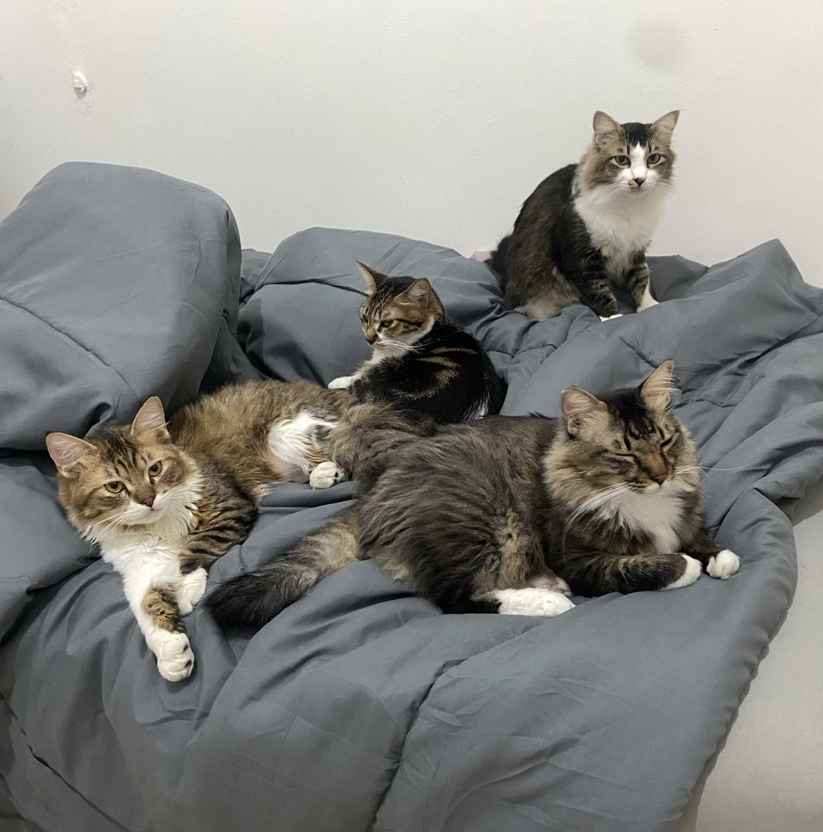 odat oyo lion owi tweet media