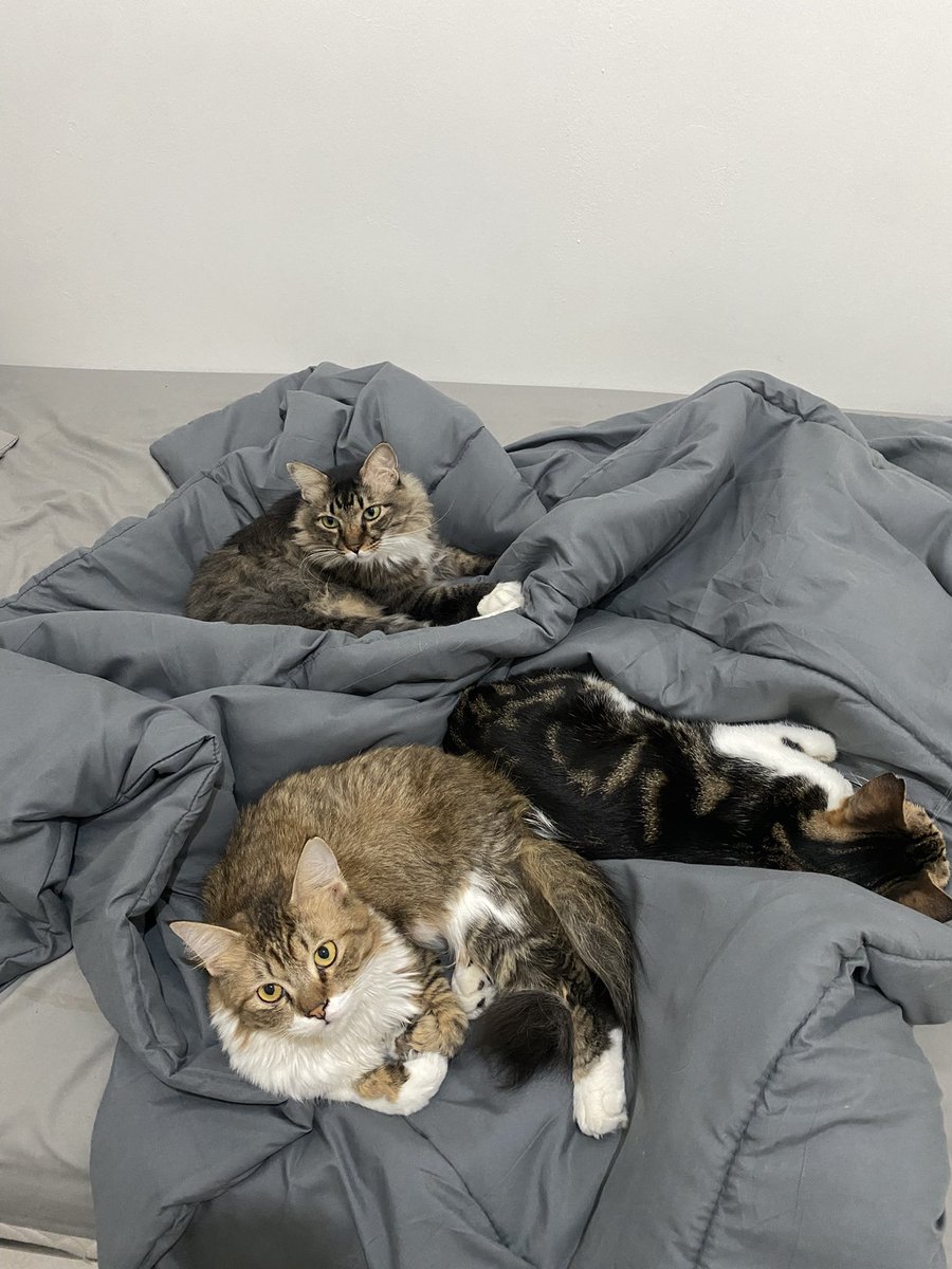 odat oyo lion owi tweet media