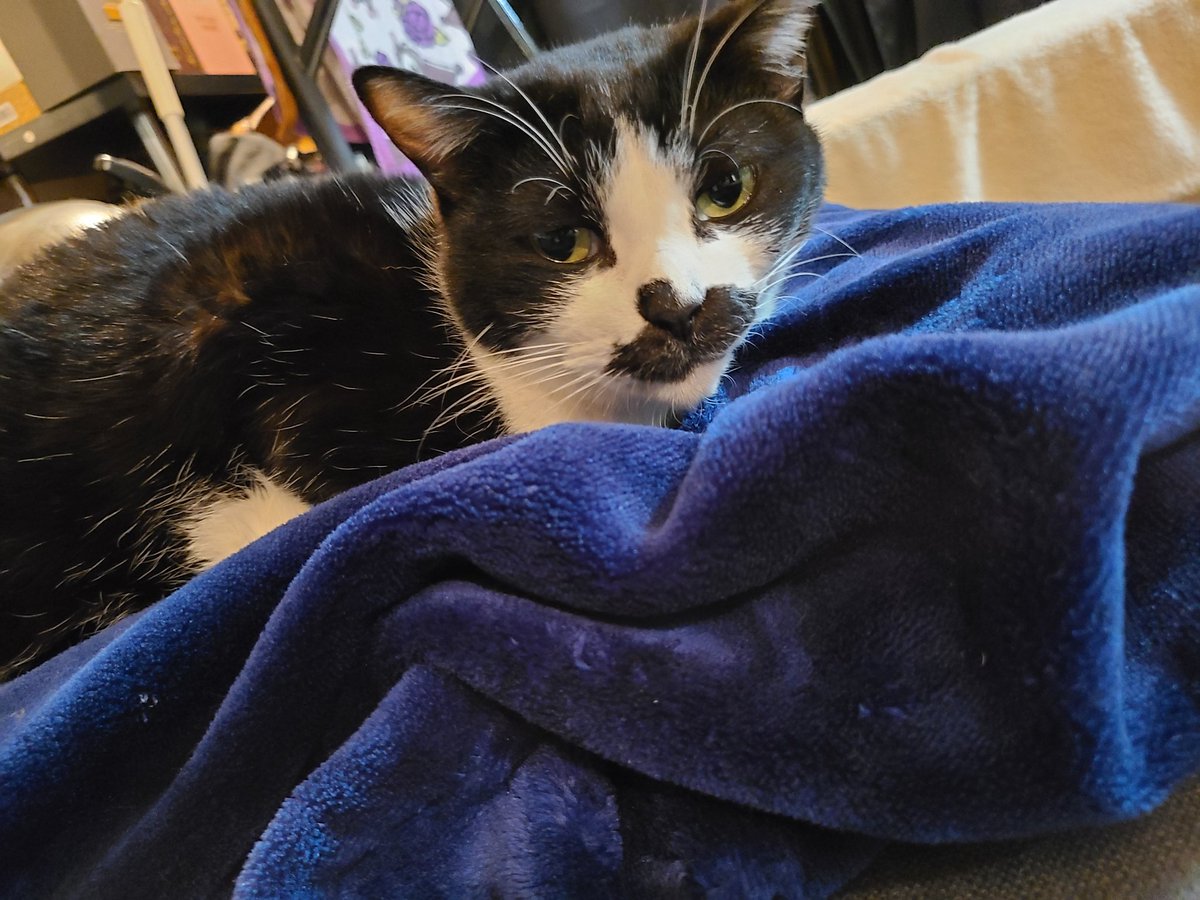 オセロ🐱 #ねこのいる生活 #ねこのいる暮らし #ねこのきもち #猫好き