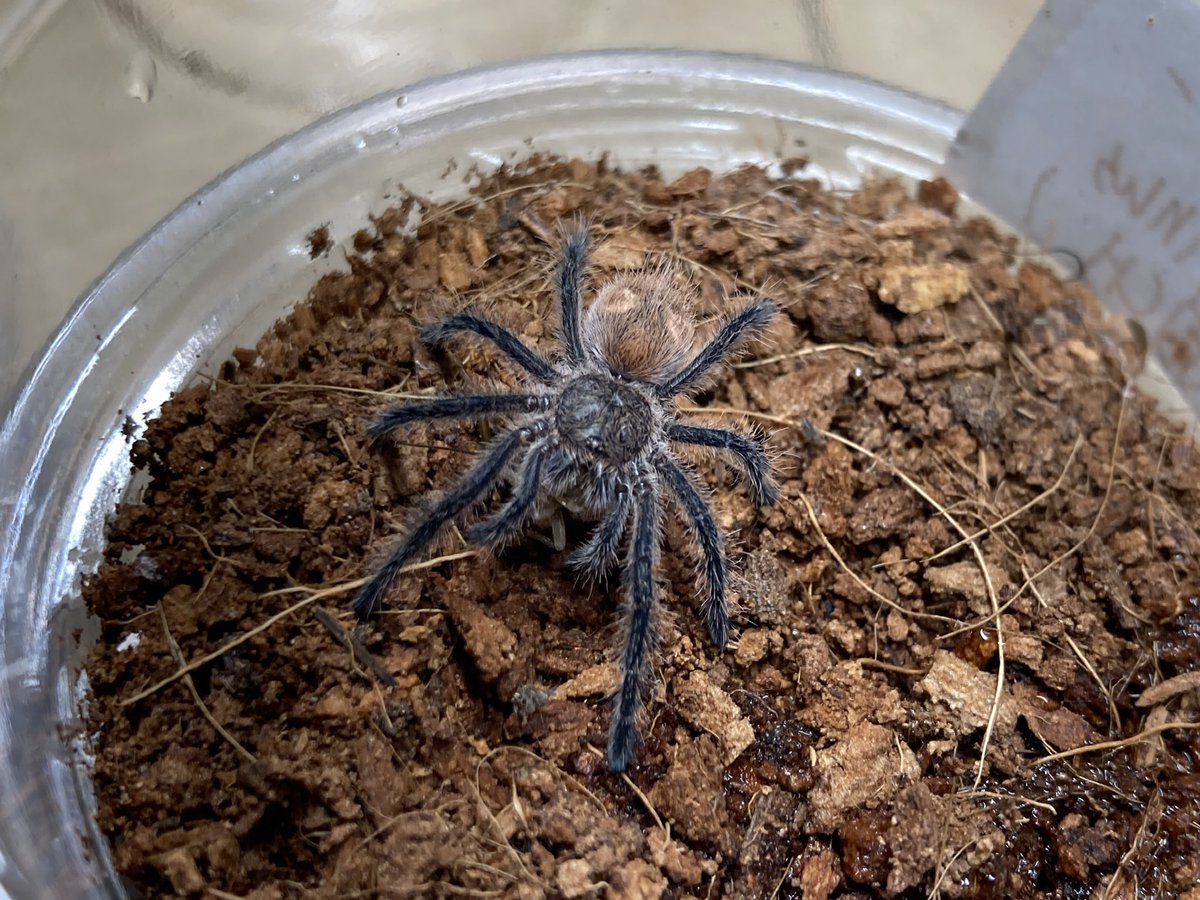 さっちゃん🐛🦂🕷 (@BugsLife3939) / Posts / X