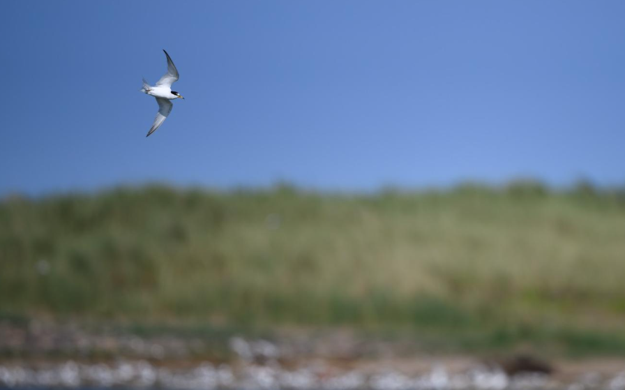 British Birds tweet media