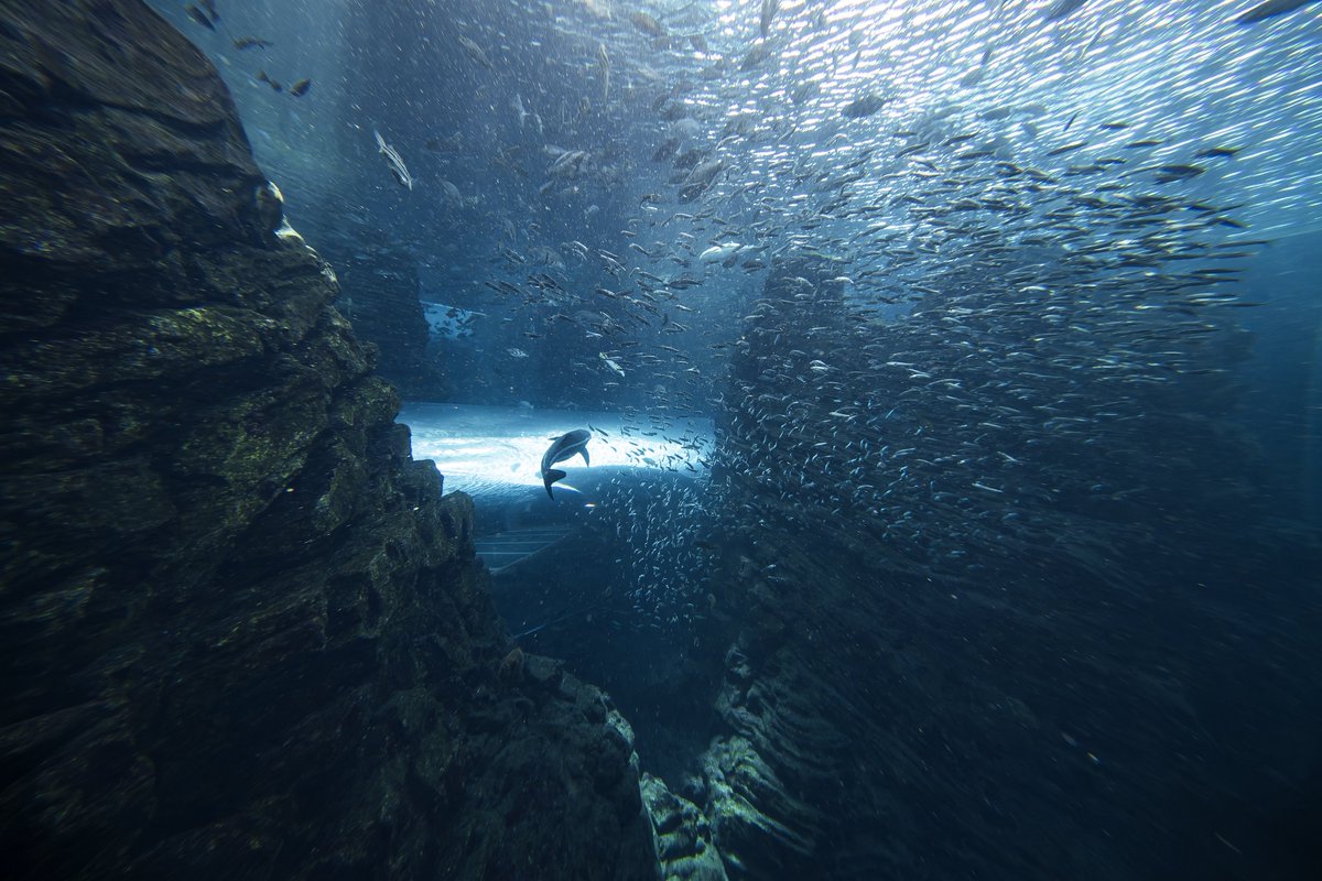 「上越市立水族博物館うみがたり」の大水槽は実際の海底地形データを基に1/10000スケールで再現された日本初のジオラマ水槽。
館内の至る所から観察することができますし、水面には佐渡島もしっかり再現されています。
