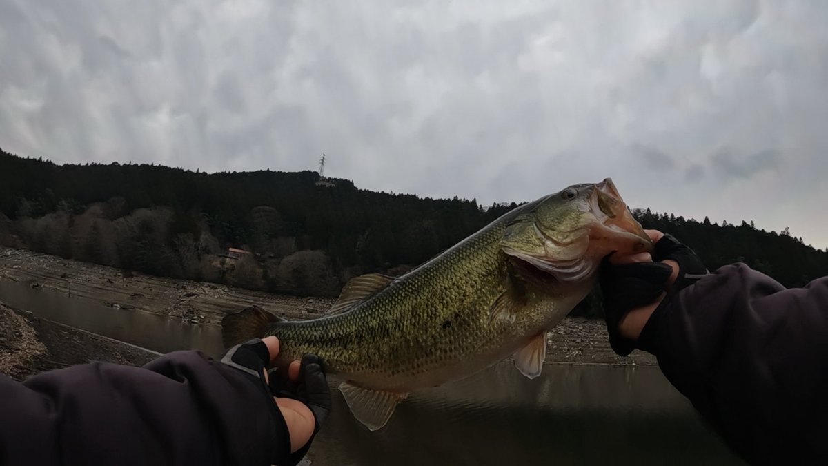 LevelUdon's tweet photo. 昨日、今日と休みだったのでリザーバーへ🎣
10日は朝〜夕方やって沈み蟲で1本、11日は昼〜夕方やってノーバイトでした
見えバスやジョイクロにチェイスがあったのに食わせられなくて悔しいです😓
もっと色々考えないとなぁ🤔
 #愛媛リザーバー 
 #バス釣り https://t.co/hTLsRPhtl0