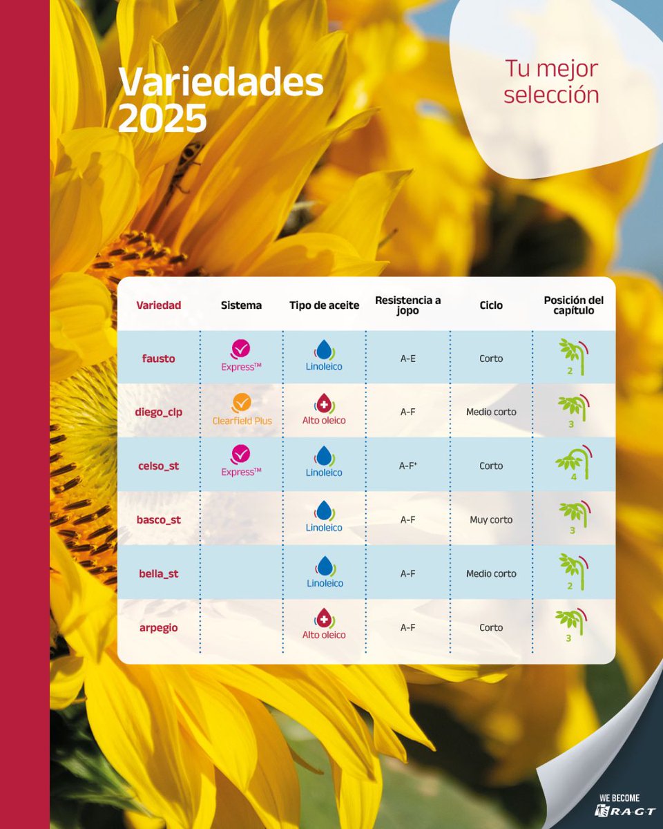 SpainStrube's tweet photo. Presentamos nuestras variedades de girasol dirigidas a los agricultores del norte, seleccionadas por su comportamiento agronómico, estabilidad y alto potencial productivo.

Maximizan el rendimiento y aseguran la rentabilidad campaña tras campaña.

https://t.co/a2NDUshrqc https://t.co/0BBhIyFRuO