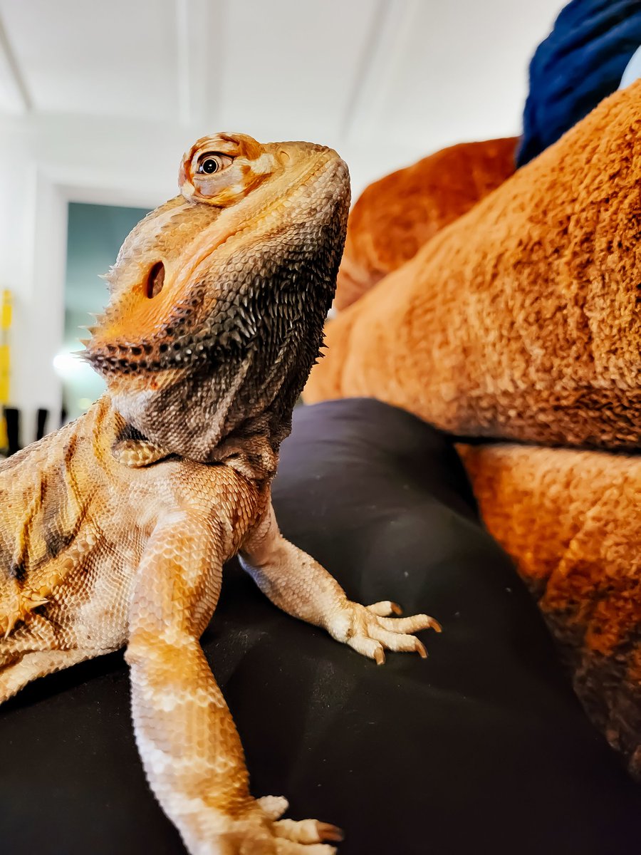 HomeForBeardies's tweet photo. Do says Bruni says! 

#beardeddragon #reptile #rescue #sanctuary #tulsaok https://t.co/RKRJswetEv