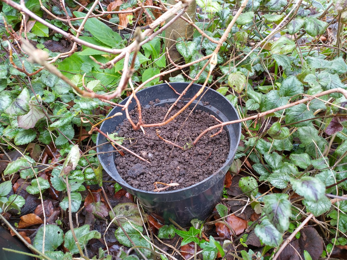 RedSpudd's tweet image. Testing propagation of Wayfaring Tree by layering. The branches don't quite reach the ground so I'm pinning a couple down in a pot to see if they take. It's helpful having a mix of native species in our garden hedge.
