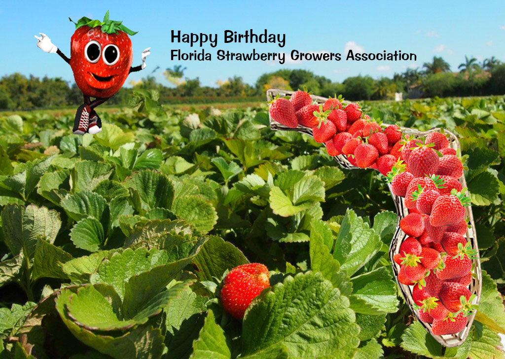 DietitianOnline's tweet image. A Berry Special Journey: Celebrating Florida Strawberry Month. On February 11, 1982, the Florida Strawberry Growers Association (FSGA) was founded. #strawberries #smoothies floridastrawberry.org/a-little-histo…