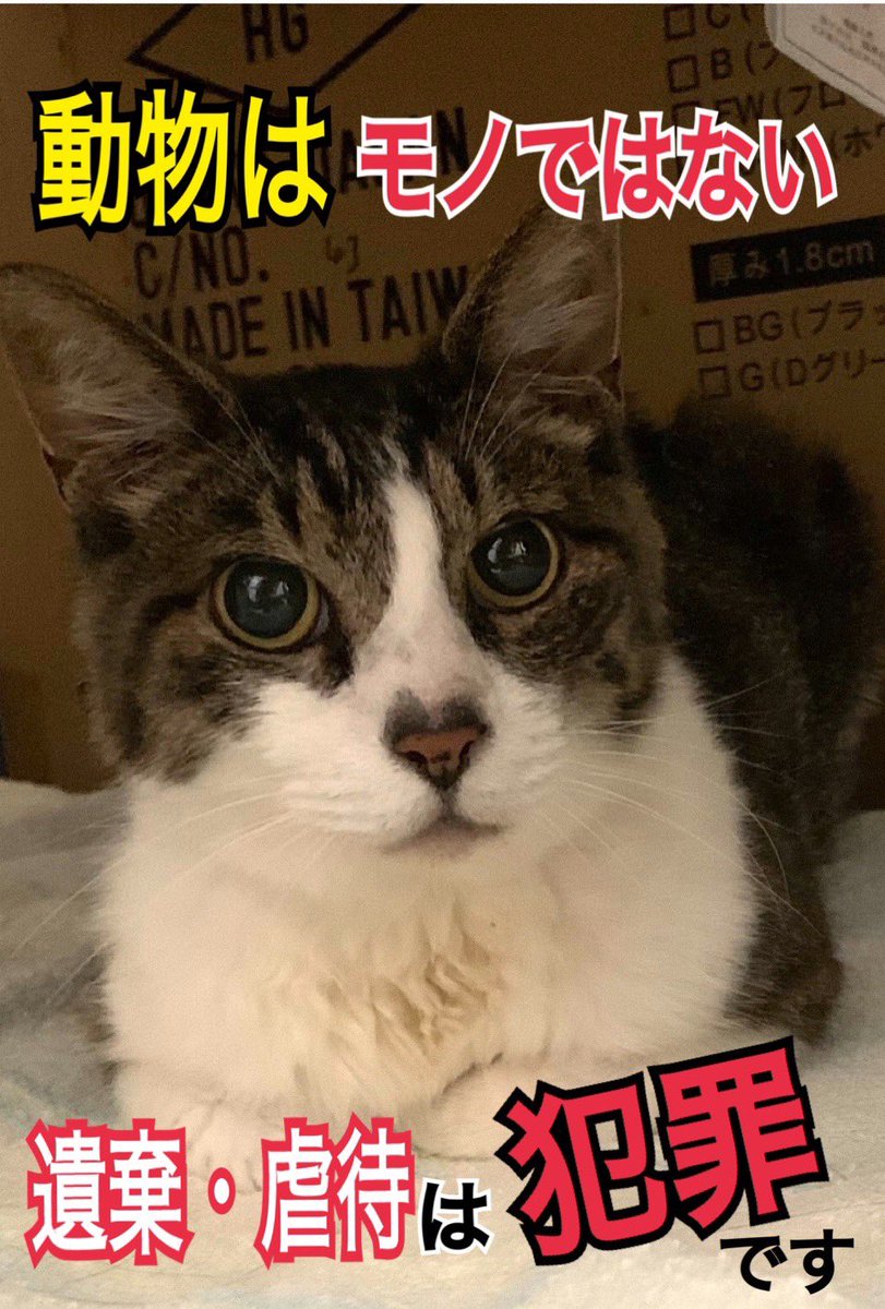 動物虐待者に重罰 #動物虐待者は許さない #動物はモノじゃない #動物虐待