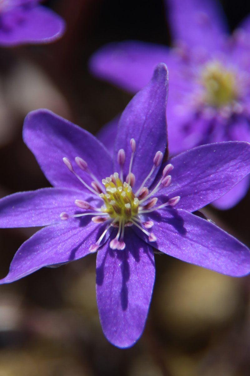 gontanokoneroku's tweet photo. "Find a group of people who challenge and inspire you, spend a lot of time with them, and it will change your life." - Amy Poehler
Good morning,friends. Did you sleep well? 😇
Thu 7:00AM 🇯🇵
#Flowers #Hepatica https://t.co/cDApwyvVM6