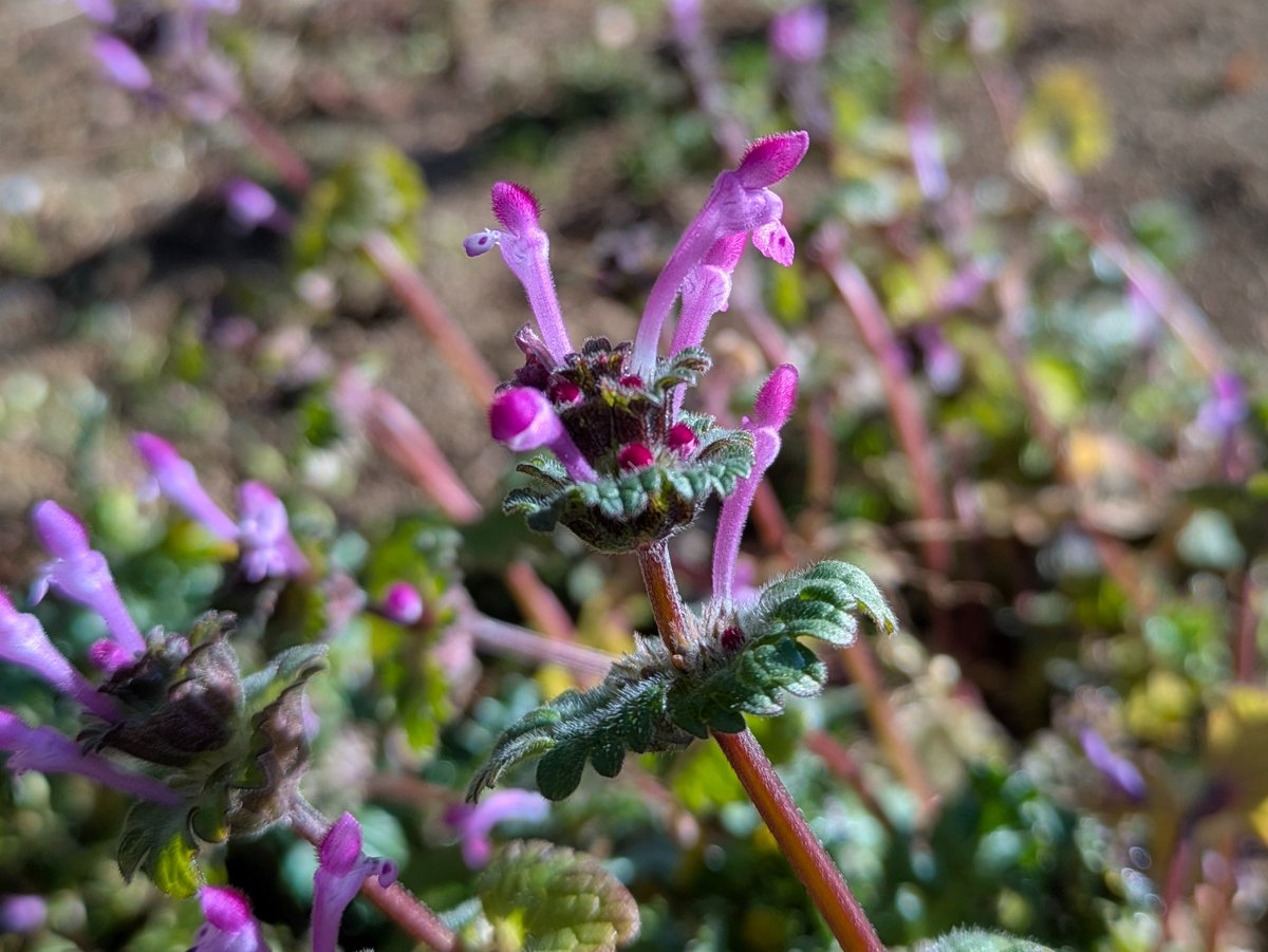 yukigatiratira's tweet photo. 今日もありがとうございました💝
おやすみなさい😴
#ホトケノザ #仏の座 🌿
#Henbit #GiraffeHead
#サンガイグサ #三階草
#調和 #輝く心
#Flowers #花写真
#キリトリセカイ
☘️2026.2.3 📷 https://t.co/Tabn2KyzgT