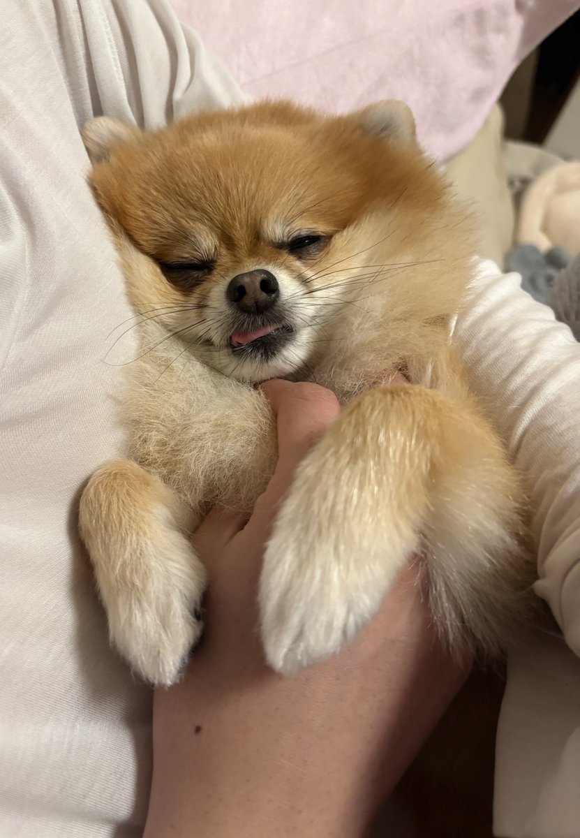 ぽめらにあんのぽんず (@ponzuchan_0901) / Posts / X