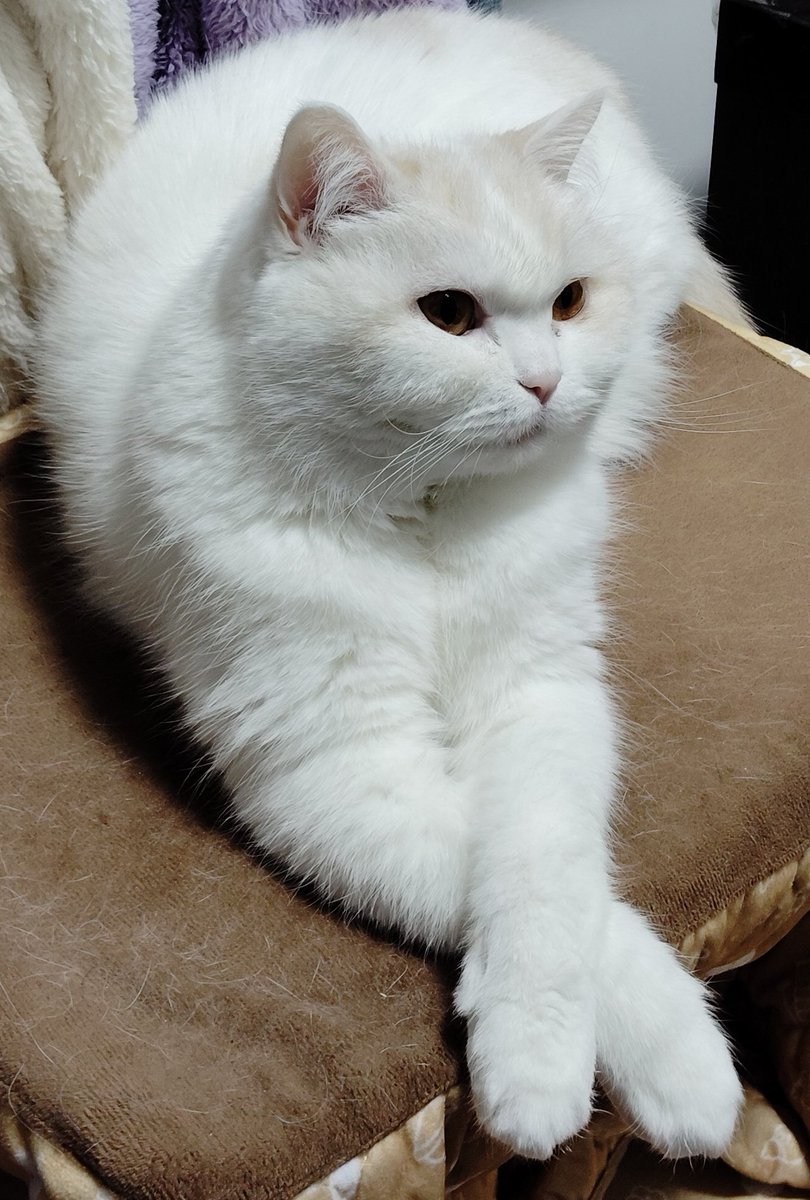 福ちゃん (@fukuchanwhite) on X