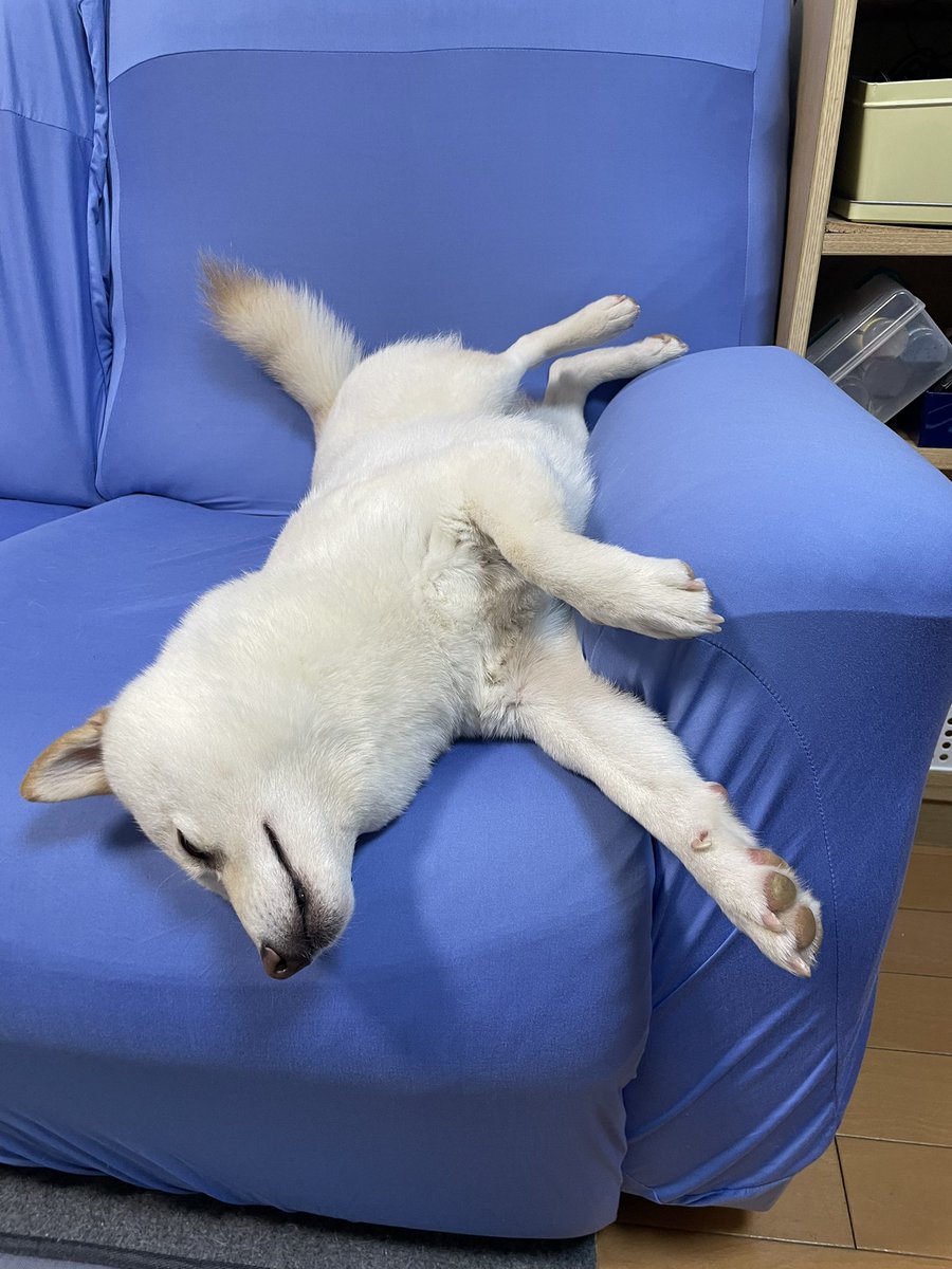 jinkumama's tweet photo. ふと思ったこと…
最近出かけた時以外写真を撮ってないなあって🤣
裸ん坊だと気持ち良くソファに寝られるようです🛋️🐶💤💤　久しぶりだね😊💖

#白柴セーラ https://t.co/Z9ukJyrGZO