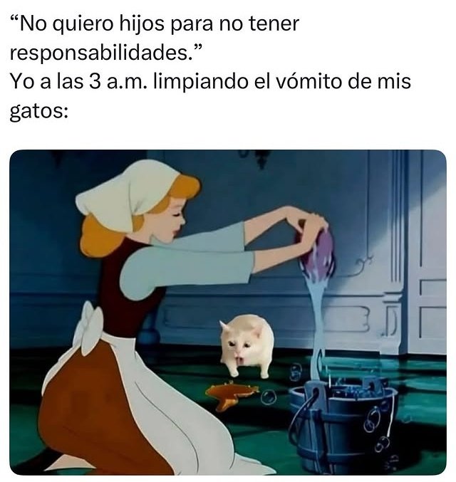 My Cats You Cats (@mycatsyoucats) on Twitter photo 