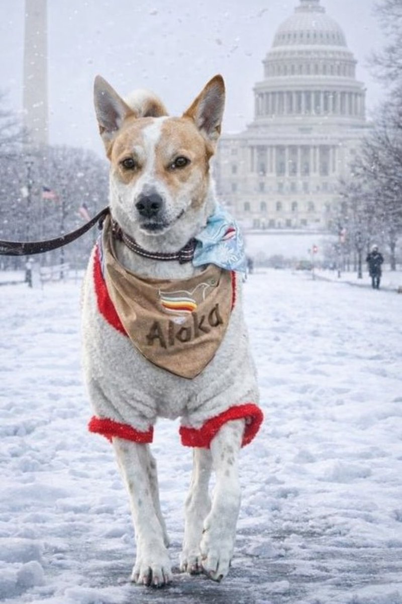 Today marks the end of America tour for the monks but <a href="/alokadotlove/">Aloka</a> will walk on for peace.