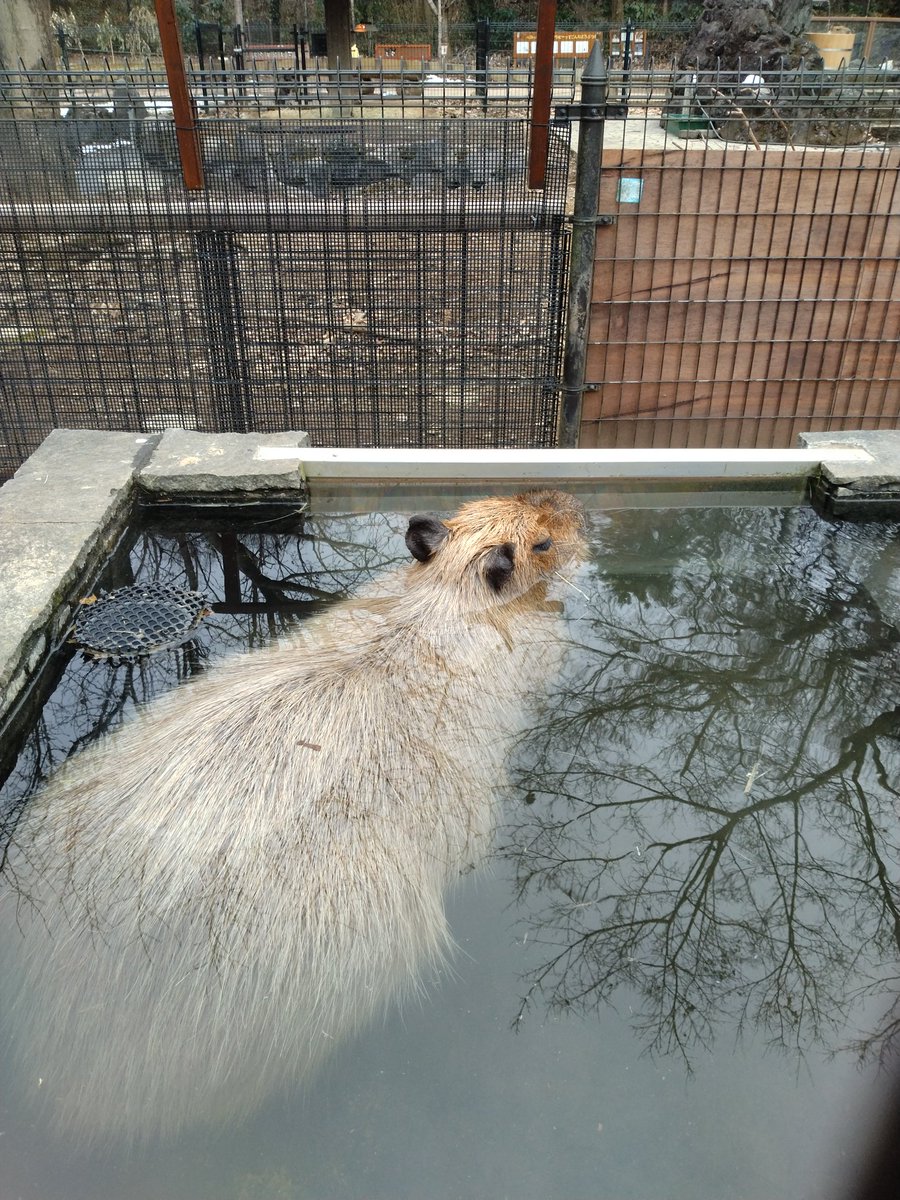ヘチマさん、すっかりここのお風呂にもゆっくり入れるようになりましたが、秋馬父さんのように入ったり出たり、父娘だね　#埼玉県こども動物自然公園　#カピバラ