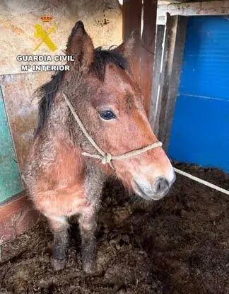 Más q Guardia Civil tweet media