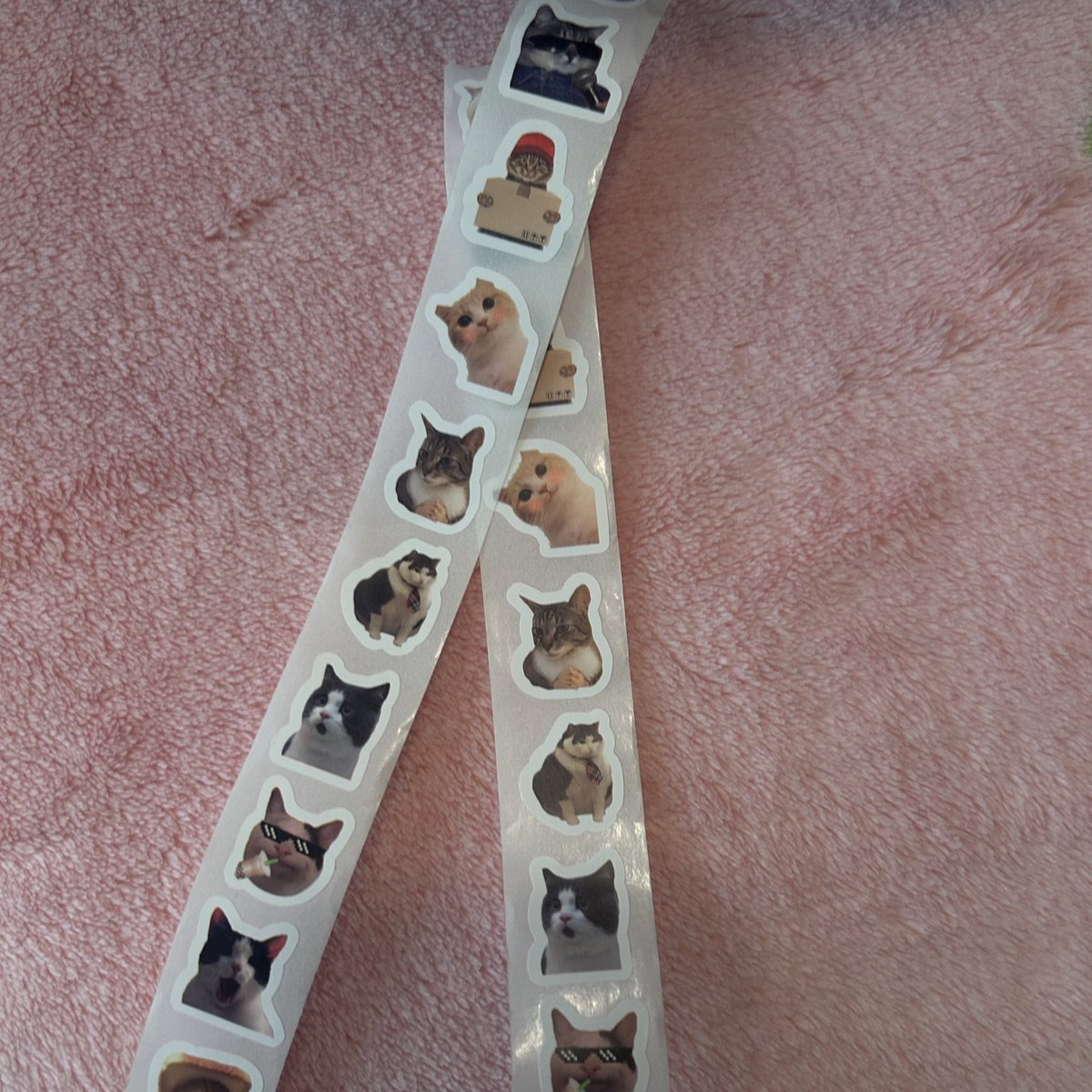 wp kedi cikartmalari yetmedii reelde cikartma yapistircam insnlara