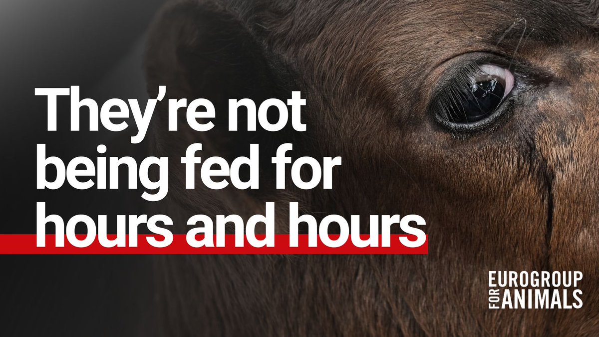 Act4AnimalsEU's tweet photo. 📢 NGOs including @ciwf + @Welfarm are speaking up against the shipping company, Brittany Ferries, for its unlawful transport of very young calves.

These calves are not being fed for over 18 hours on a crossing from Ireland to France, in clear breach of EU law.

Take action 👇 https://t.co/khjMOSHkIk