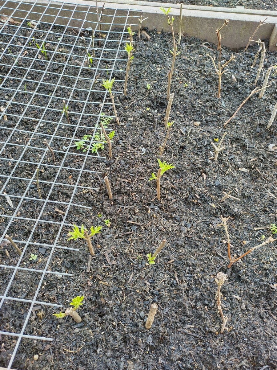 RedSpudd's tweet image. The hardwood cuttings (i.e. bits I saved when pruning) of Elder (Sambucus) look to be doing ok, with leaves showing on 12 ex 18 (plus the one I planted upside down!)