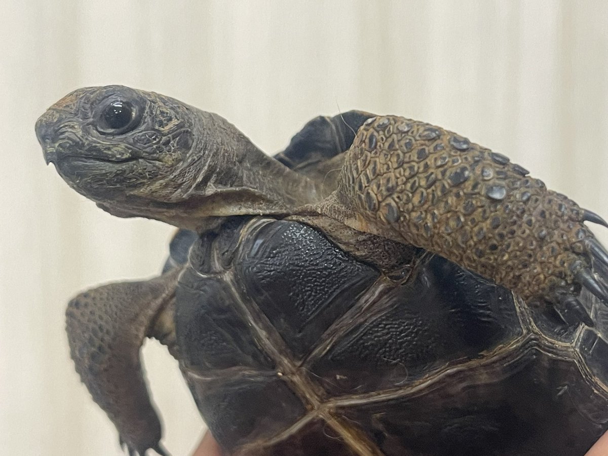 当店も参加させて頂きます♪
ゾウガメ1点だけ？
んな訳無いでしょうよ！まだまだ連れて行きます！宜しくお願い致します♪