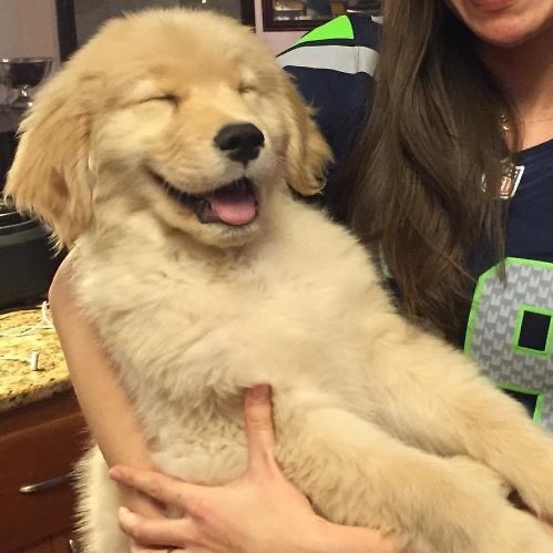 happy puppy ૮ ⸝⸝っ·̫ •⸝⸝ ა