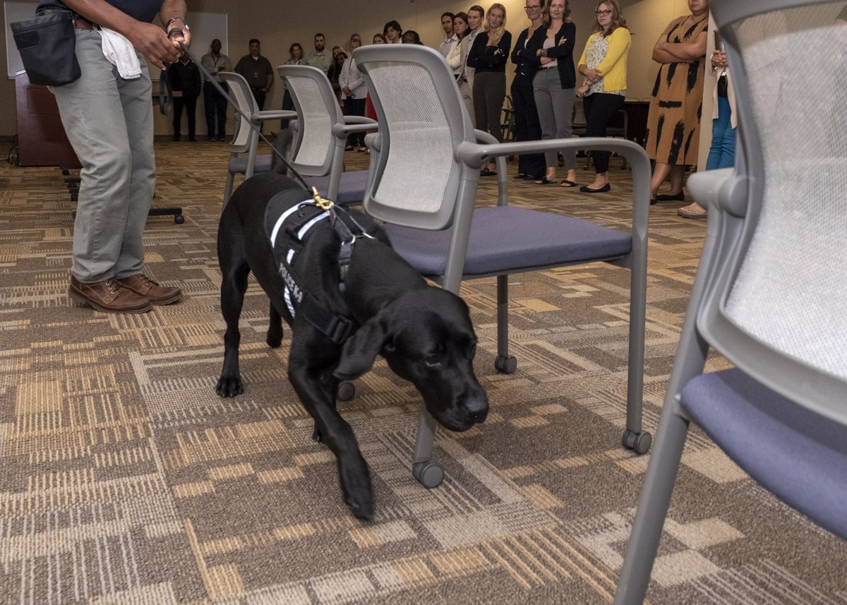 RealNCIS's tweet image. #NCIS Electronic Storage Detection K9 Jill completed joint training with @VBPD #ESD K9 Chip, enabling the seamless integration of investigative capabilities on joint cases between #LawEnforcement agencies #StrongerTogether #PartnersInCrimeFighting