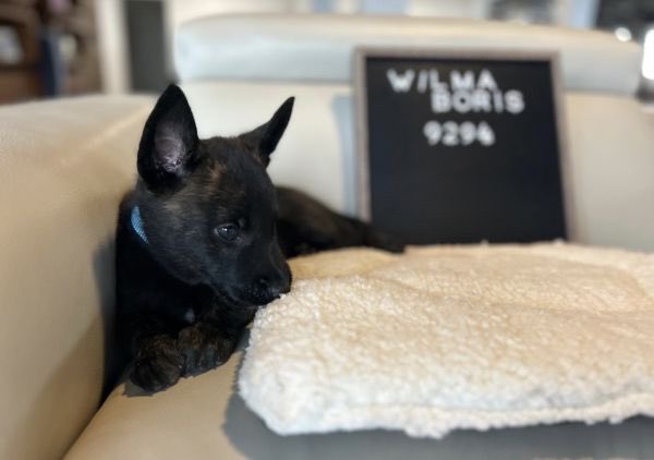 K9Classifieds's tweet photo. Scar is a family and personal protection dog born, raised, and developed entirely within our breeding and training program. He was not brokered, outsourced, or brought in from another program. From birth through advanced training, Scar has had one...https://t.co/Sg6rofduWw https://t.co/KWZQy3lKgP