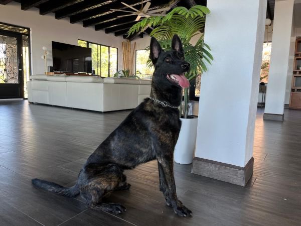 K9Classifieds's tweet photo. Scar is a family and personal protection dog born, raised, and developed entirely within our breeding and training program. He was not brokered, outsourced, or brought in from another program. From birth through advanced training, Scar has had one...https://t.co/Sg6rofduWw https://t.co/KWZQy3lKgP
