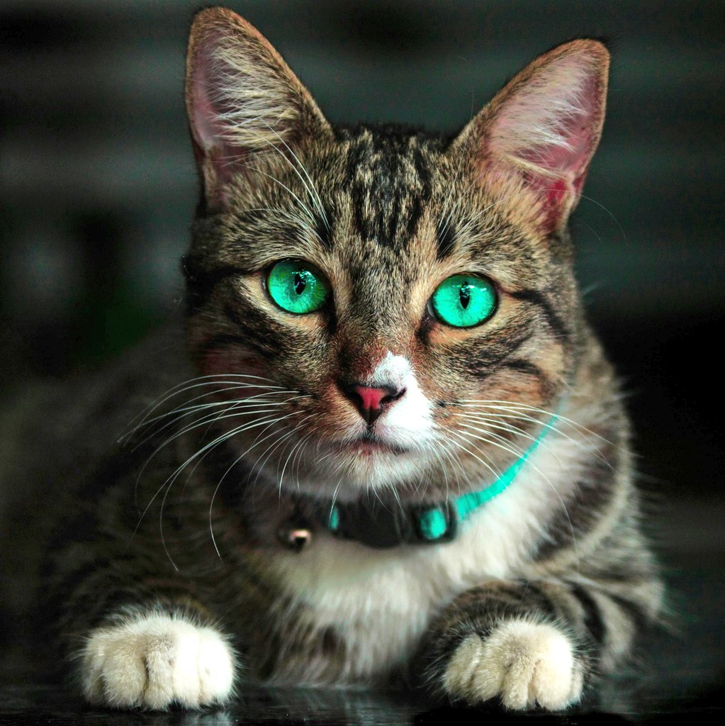 catsareblessing's tweet photo. 🐈‍⬛ What Cat is called in different Languages 🐱

🇬🇧 English: Cat  
🇫🇷 French: Chat  
🇩🇪 German: Katze  
🇮🇹 Italian: Gatto  
🇪🇸 Spanish: Gato  
🇵🇹 Portuguese: Gato  
🇧🇷 Portuguese (Brazilian): Gato  
🇳🇱 Dutch: Kat  
🇸🇪 Swedish: Katt  
🇩🇰 Danish: Kat  
🇳🇴 Norwegian: Katt  
🇫🇮 Finnish: Kissa  
🇷🇺 Russian: Кот (kot, male) / Кошка (koshka, female)  
🇵🇱 Polish: Kot  
🇨🇿 Czech: Kočka  
🇭🇺 Hungarian: Macska  
🇷🇴 Romanian: Pisică  
🇬🇷 Greek: Γάτα (gáta)  
🇹🇷 Turkish: Kedi  
🇮🇳 Hindi: बिल्ली (billi)  
🇮🇳 Telugu: పిల్లి (pilli)  
🇮🇳 Malayalam: പൂച്ച (pūcca)  
🇸🇦 Arabic: قطة (qiṭṭa) or هرة (hirra)  
🇮🇱 Hebrew: חתול (chatul)  
🇯🇵 Japanese: 猫 (neko)  
🇰🇷 Korean: 고양이 (goyang-i)  
🇨🇳 Mandarin Chinese: 猫 (māo)  
🇭🇰 Cantonese: 貓 (maau1)  
🇻🇳 Vietnamese: Mèo  
🇵🇭 Tagalog (Filipino): Pusa  
🇮🇩 Indonesian: Kucing  
🇲🇾 Malay: Kucing  
🇹🇭 Thai: แมว (maeo)  
🇰🇭 Khmer (Cambodian): ឆ្មា (chhma)  
🇱🇦 Lao: ແມວ (maeo)  
🇲🇲 Burmese: ကြောင် (kyaung)  
🇵🇰 Urdu: بلی (billi)  
🇿🇦 Afrikaans: Kat  
🇰🇪 Swahili: Paka  
🇳🇬 Hausa: Kyanwa  
🇪🇸 Catalan: Gat  
🇪🇸 Basque: Katua  
🇦🇲 Armenian: Կատու (katu)  
🇬🇪 Georgian: კატა (kata)  
🇺🇦 Ukrainian: Кіт (kit, male) / Кішка (kishka, female)  
🇰🇿 Kazakh: Мысық (mysyq)  
🇺🇿 Uzbek: Mushuk  
🇮🇸 Icelandic: Köttur  
🇮🇪 Irish Gaelic: Cat  
🇲🇹 Maltese: Qattus  
🇭🇷 Croatian: Mačka  
🇷🇸 Serbian: Мачка (mačka)  
🇸🇮 Slovenian: Mačka  
🇧🇬 Bulgarian: Котка (kotka)  
🇪🇪 Estonian: Kass  
🇱🇻 Latvian: Kaķis  
🇱🇹 Lithuanian: Katė