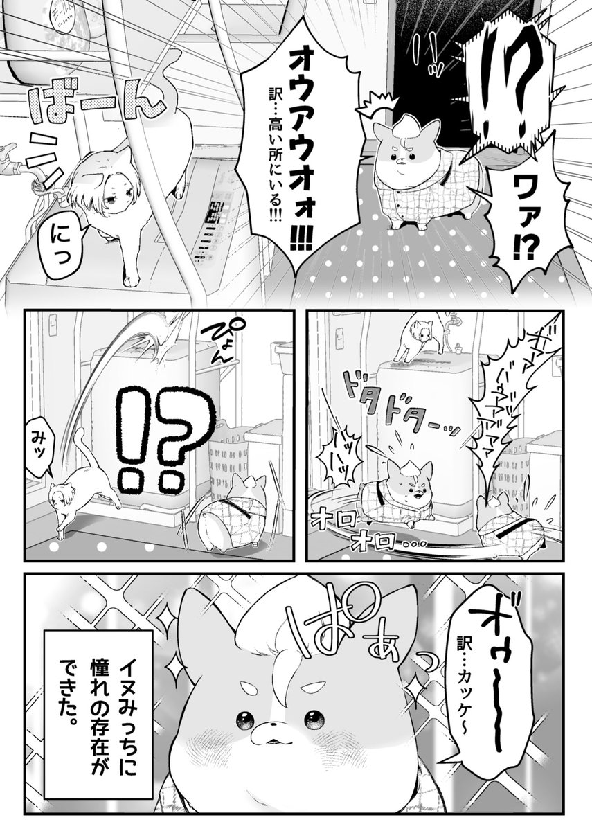 マイ武さん家の🐶🐱
🐈‍⬛のジャンプ力すごい