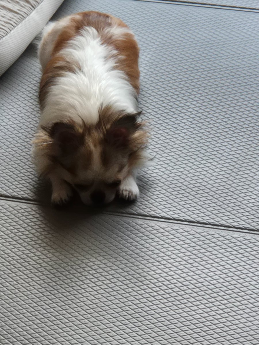 260211 #기현 #KIHYUN bbl 🐶