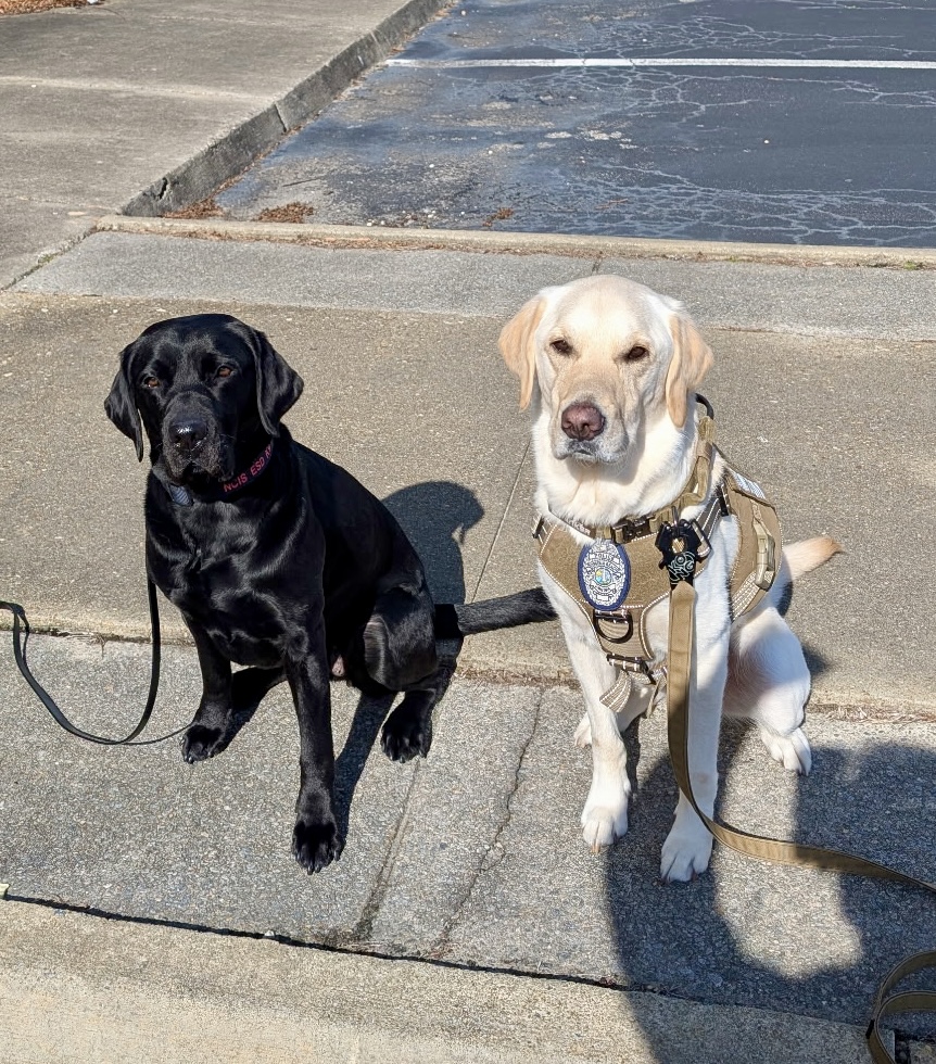 RealNCIS's tweet image. #NCIS Electronic Storage Detection K9 Jill completed joint training with @VBPD #ESD K9 Chip, enabling the seamless integration of investigative capabilities on joint cases between #LawEnforcement agencies #StrongerTogether #PartnersInCrimeFighting