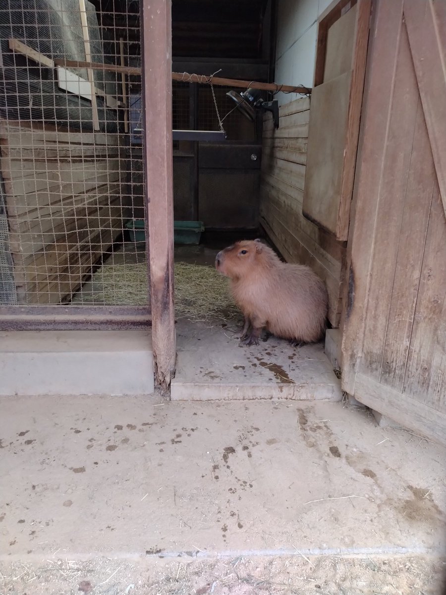 イタチョコくんは飼育員さんの気配がするとでてくるけど、お客さんが柵の近くにくるとお部屋に戻ります　#埼玉県こども動物自然公園　#カピバラ