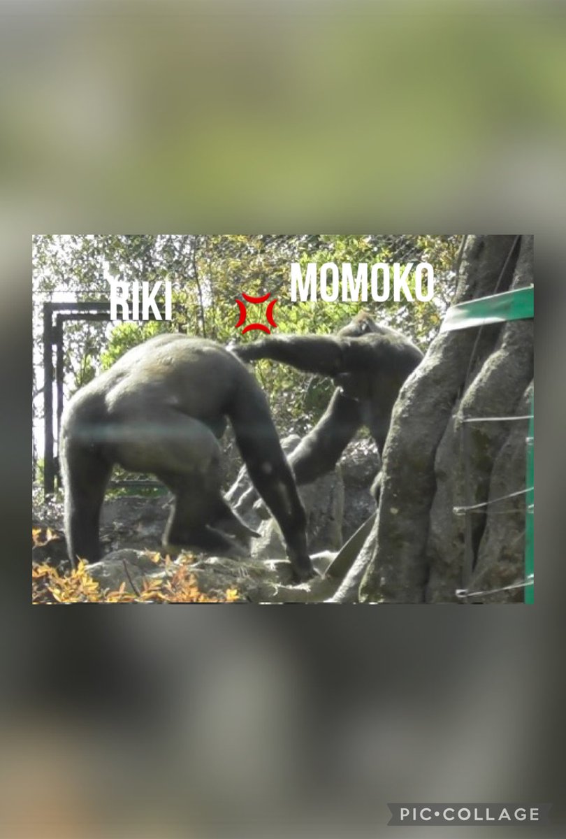 ごりらbibouroku (@bibouro03256910) / Posts / X