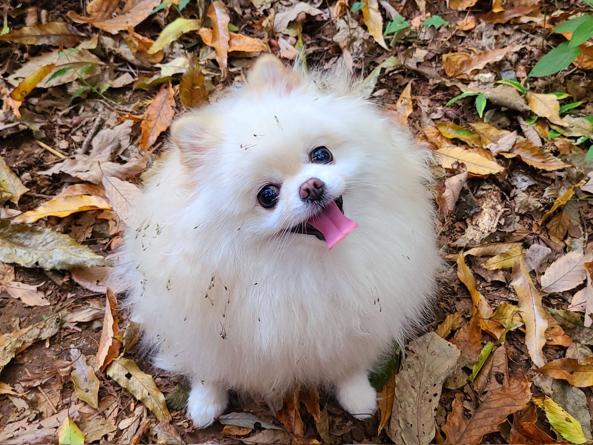 ちびポメわたあめ (@yui_katase6) / Posts / X