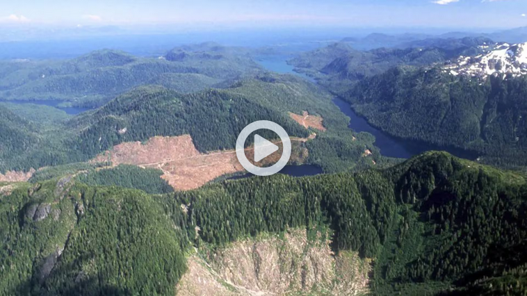 ECOWARRIORSS's tweet photo. Trump is turning the last protected areas of nature into a graveyard for nature 
Opening up millions of acres of Arctic Refuge to mining 
Millions of miles of Alaska ocean to deep sea mining
Millions of acres of Tongass forest in Alaska to logging https://t.co/O8VA3jLaw5