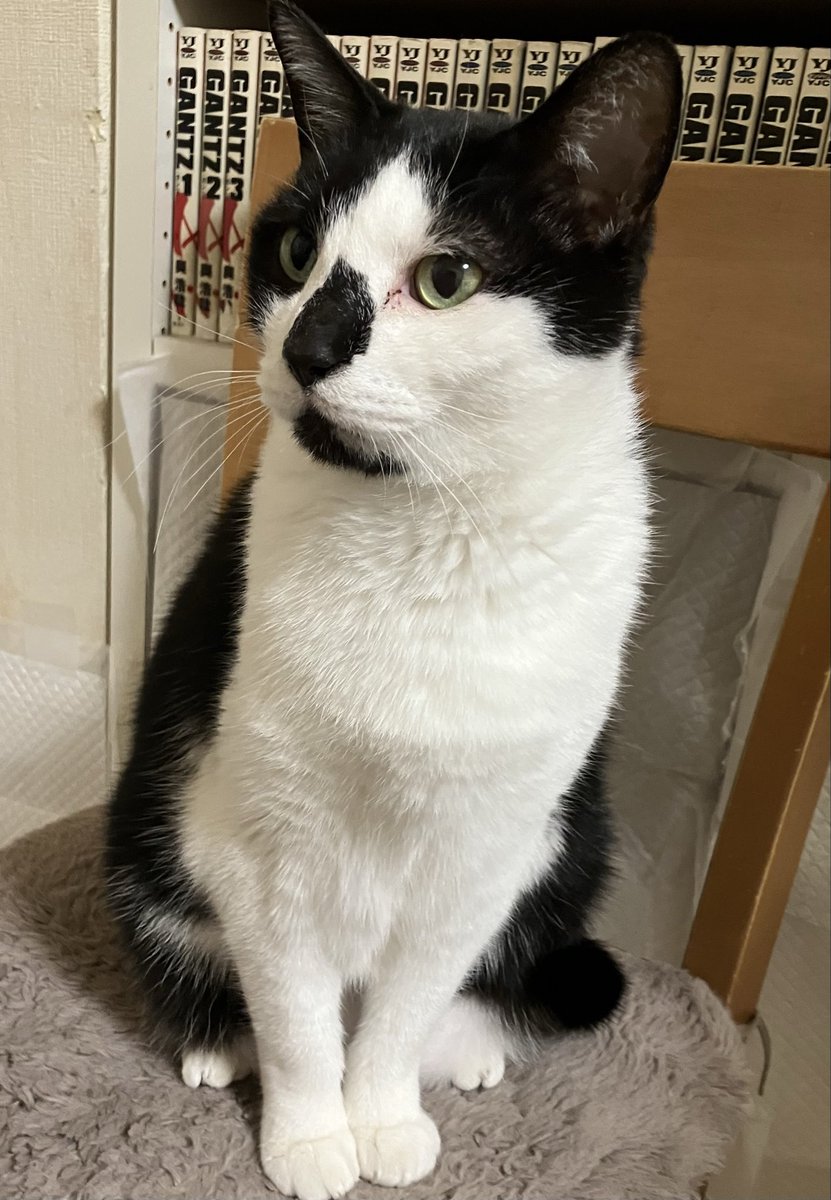 こんばんニャ
お夜食待ってるハルちゃん