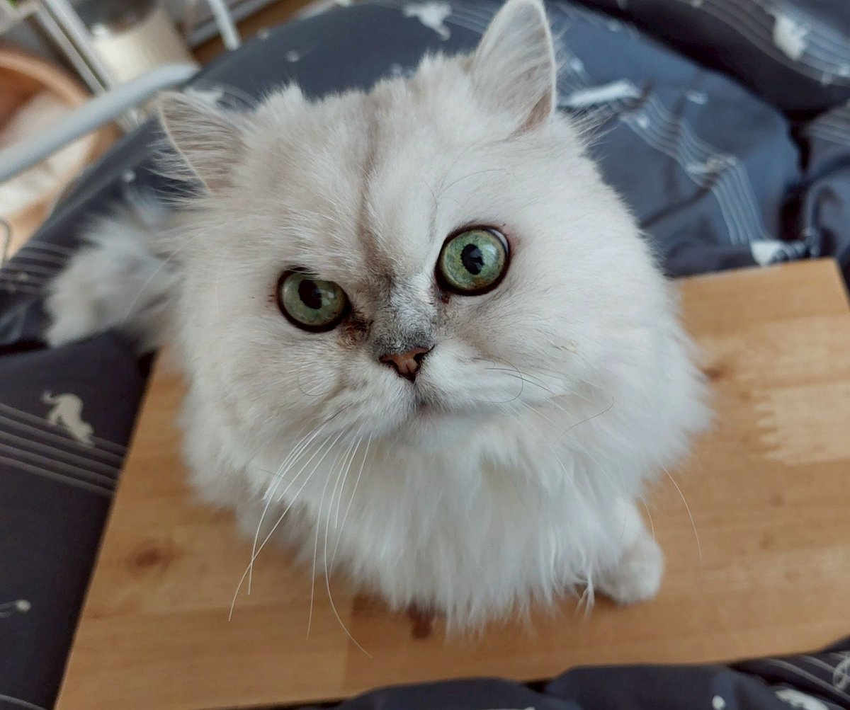 賑やかな家族だ😌 #猫好き