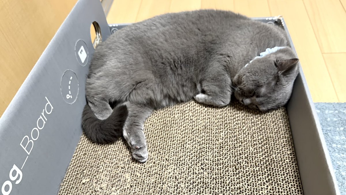 おはぎ (@ohagi_zzz) / Posts and Replies / X