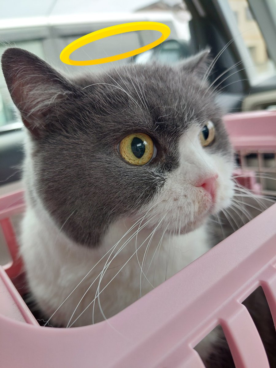 賑やかな家族だ😌 #猫好き