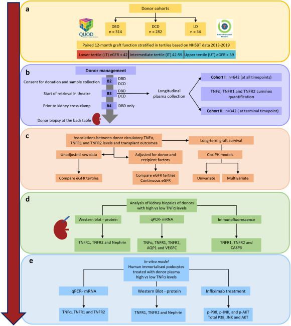 "Circulating tumor necrosis factor α in deceased donors promotes kidney injury and associates with inferior short- and long-term graft function and survival," by Fawaz et al is online &amp; in press!
amjtransplant.org/article/S1600-… 
#kidneytransplantation #TransplantTwitter
<a href="/IEMichelakis/">Ioannis E Michelakis</a>