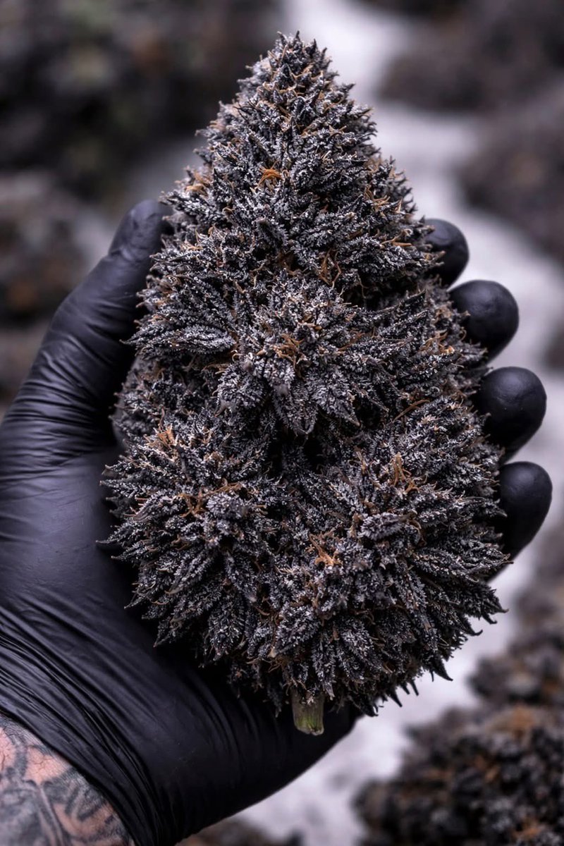 Midnight Frost 
📸lifted vibe