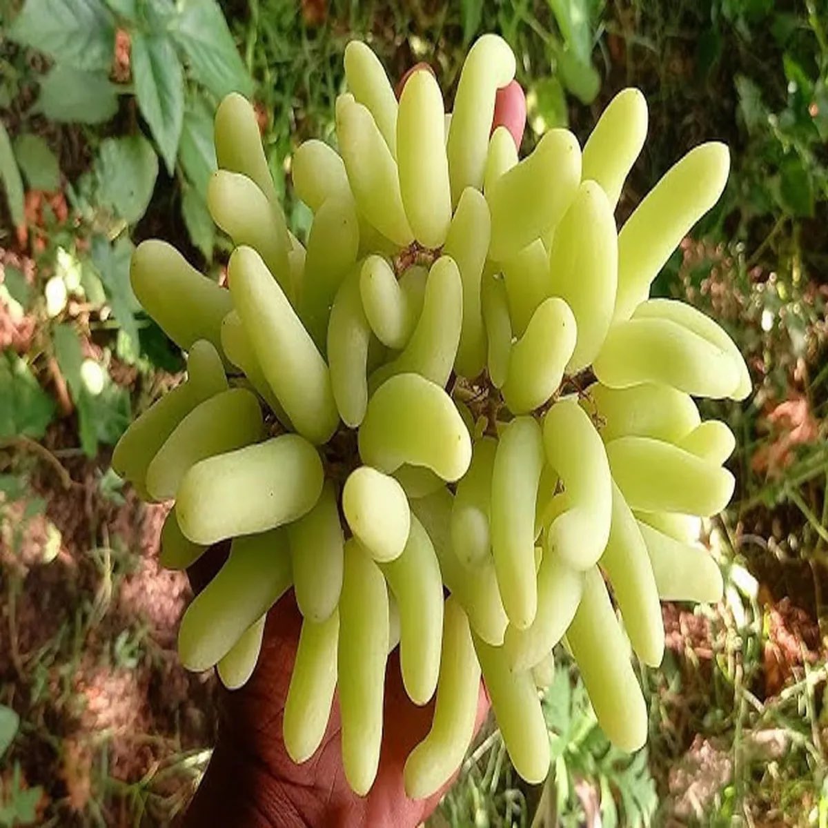 SandeepKhot09's tweet photo. 🍇 प्रत्येक दाणा आमच्या बागेतील मेहनत आणि मातीचा सुगंध आहे.  
तासगावची खरी सुपर सोनाका आता तुमच्या दारात. पुणे ,मुंबई मध्ये कोणाला हवी असतील तर नक्की संपर्क करा. 
४ kg बॉक्स – ₹५५०  
कुटुंबासाठी,आरोग्यासाठी शुद्ध चव निवडा.  
संपर्क: संदीप खोत.-9011466006  
@onkarambavane https://t.co/ya4a11AaLb