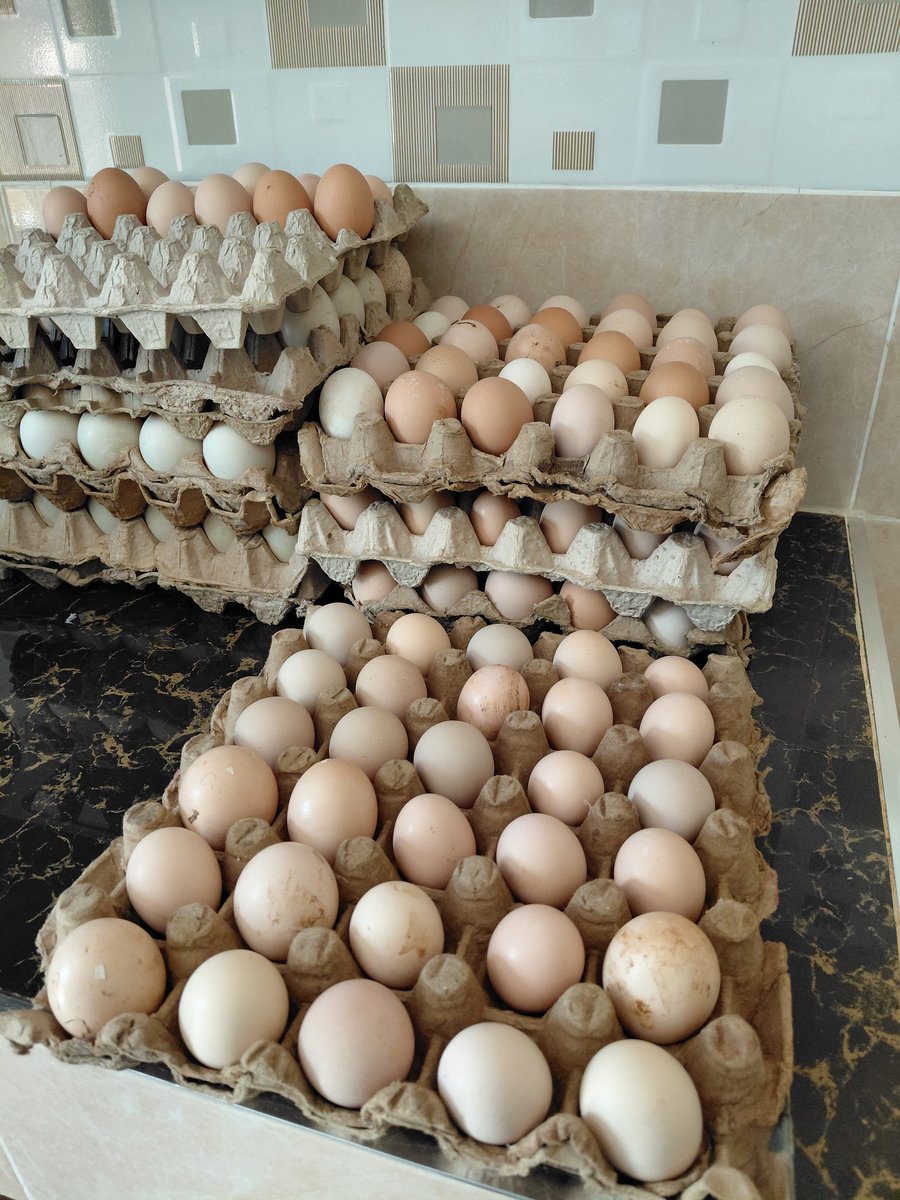 Eat 8 eggs per day.

Don't under-eat proteins.

Eggs are everything you need: 

• All the 9 essential Amino acids

• Essential Fatty acids

• All fat-soluble vitamins: ADEK

• Water-Soluble Vitamin B complex: B1, B2, B3, B5, B6, B7, B9, B12

• Trace minerals