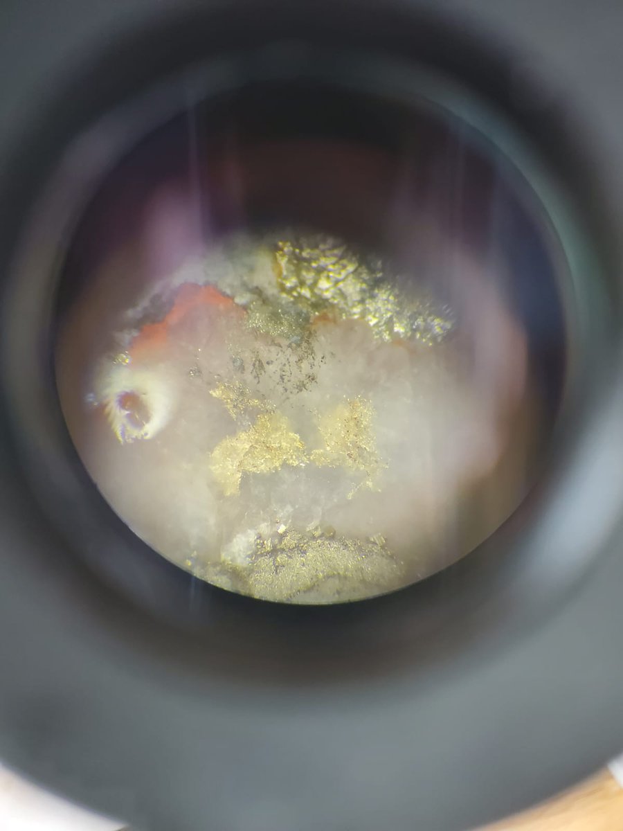 Northern Shield tweet media