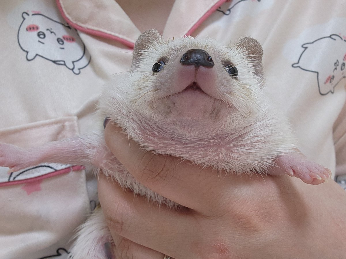 cabhedgehog's tweet photo. 아 진짜
우리집 바보 대공개
ㅋㅋㅋㅋㅋㅋㅋㅋㅋㅋㅋㅋㅋㅋㅋㅋㅋㅋ https://t.co/j0SYMw0GPD