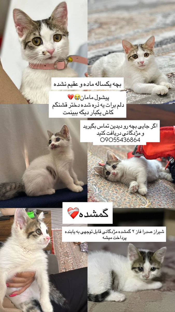 #شیراز #گمشده